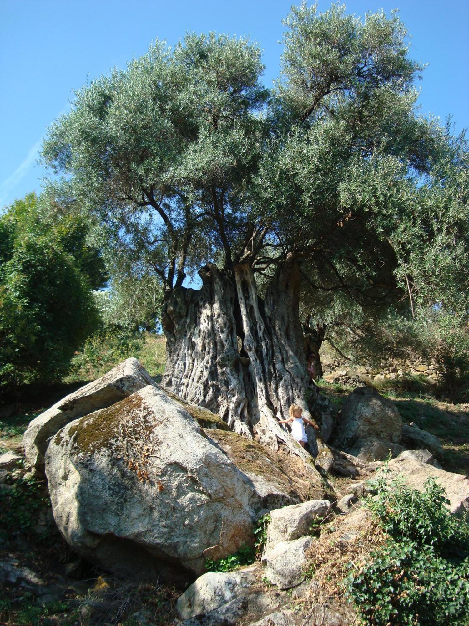 Costa Di Sognu Villa Exterior photo